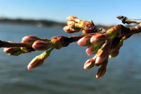 Cold weather endangers cherry blossoms, but there’s still hope