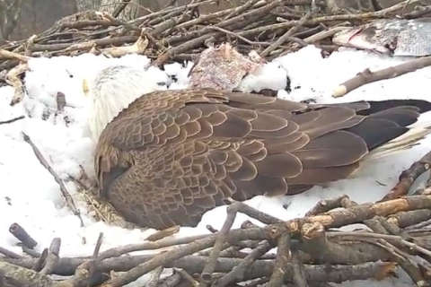 Hello, world! Eagle cam captures baby bird’s arrival
