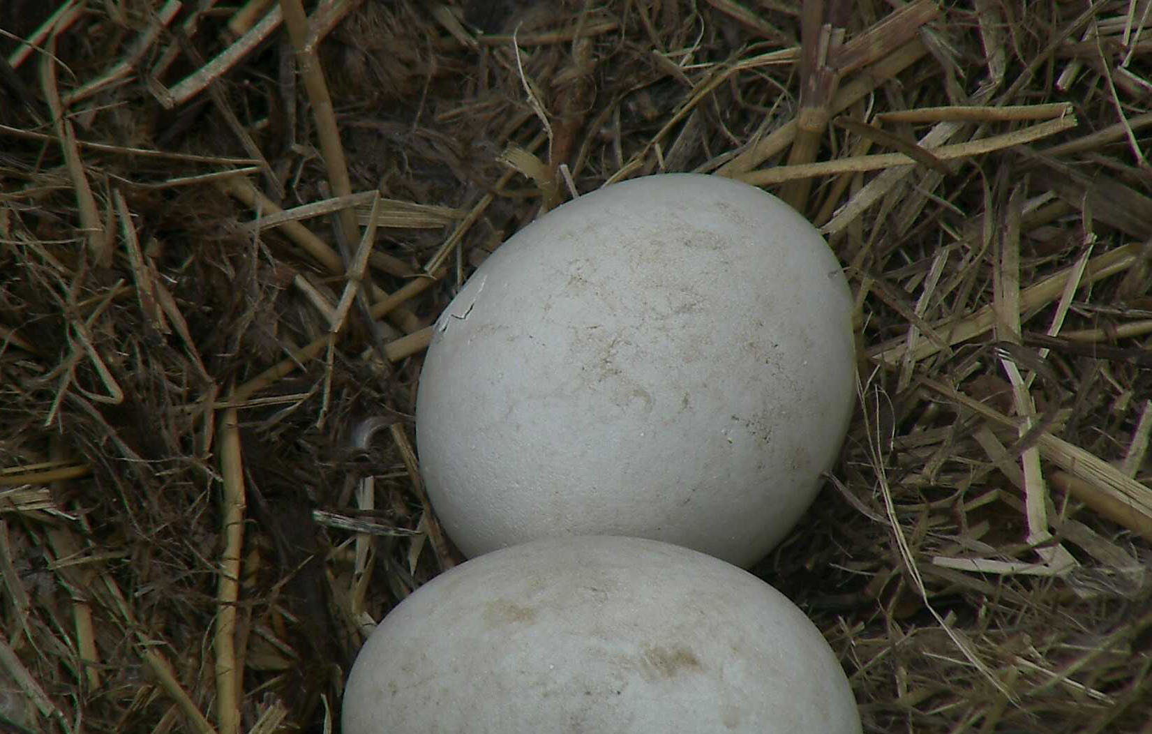 The first crack in the egg, known as a "pip," is located on the left side of the upper egg. The full hatching process can take between 24-48 hours. (© 2017 American Eagle Foundation, DCEAGLECAM.ORG)
