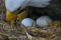 Tending to the nest as the hatching process begins March 28 in this screenshot from the DC Eagle Cam. (© 2017 American Eagle Foundation, DCEAGLECAM.ORG)