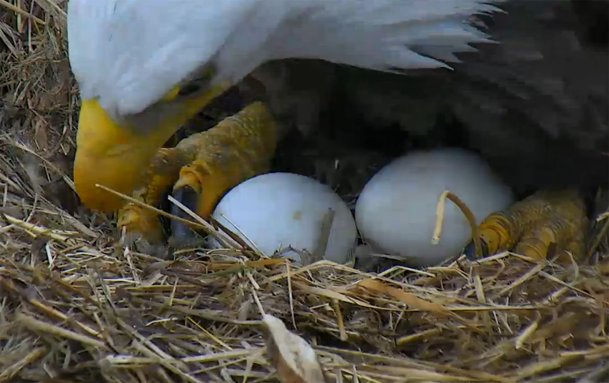 Tending to the nest as the hatching process begins March 28 in this screenshot from the DC Eagle Cam. (© 2017 American Eagle Foundation, DCEAGLECAM.ORG)