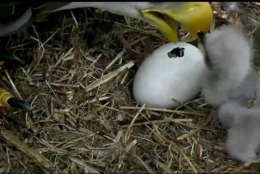 The second eaglet peeks out at the world through its "pip" -- the first crack in a soon-to-hatch egg. (© 2017 American Eagle Foundation, DCEAGLECAM.ORG)