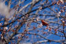 A cardinal sits on a cherry blossom branch in Kenwood. (WTOP/Dave Dildine)