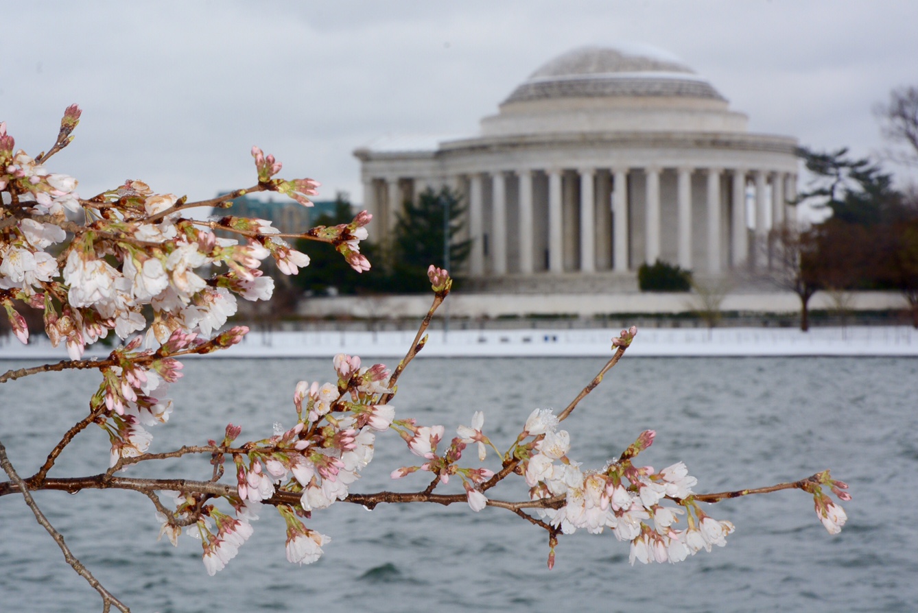 Cherry blossoms at the tidal basin. (WTOP/Dave Dildine)