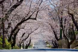 A tunnel of cherry blossoms in Bethesda, Maryland on Wednesday. (WTOP/Dave Dildine)