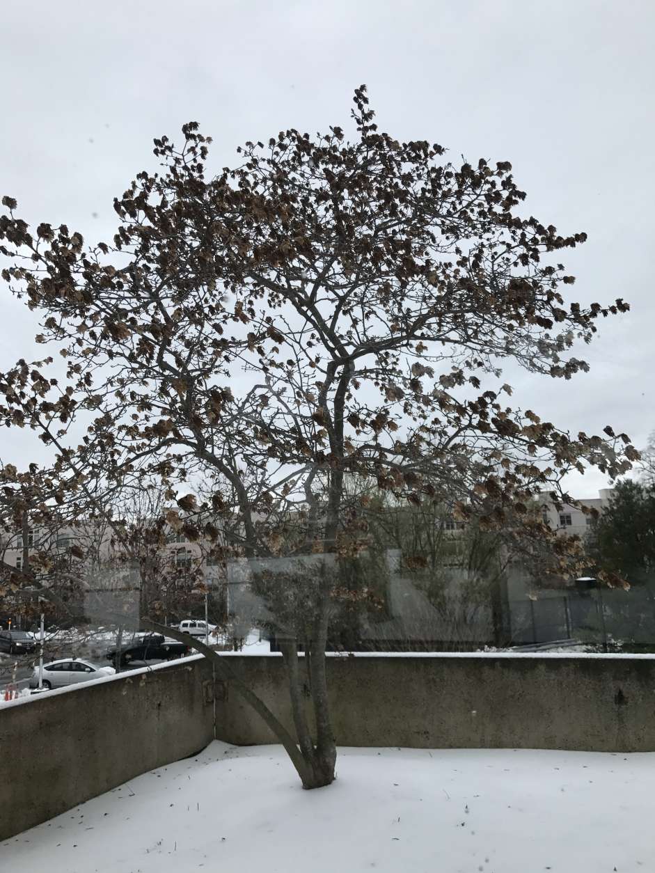 Just a day or so ago, the blossoms on this tree were snow white. Now, they're a dreary brown, said a WTOP listener. (Courtesy WTOP listener)
