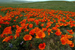 California poppies bloom at the Antelope Valley California Poppy Reserve, Thursday, March, 13, 2003, in Lancaster, Calif. Wildflowers are blooming in much of Southern California after several dry and dusty months made last flower season one of the most colorless in memory. (AP Photo/Damian Dovarganes)