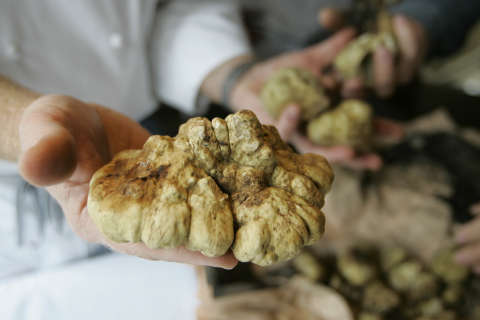 Truffle hustle: Selling one of the world’s most expensive ingredients