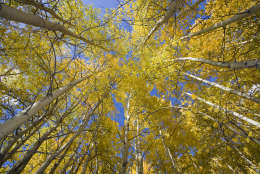 In this Sept. 29, 2009 photo, colorful aspen trees stand straight into the blue sky during the autumn season change near Buena Vista, Colo. This year, fall arrived late in some parts of the Southwest, and experts are pointing to a combination of factors. (AP Photo/Nathan Bilow)