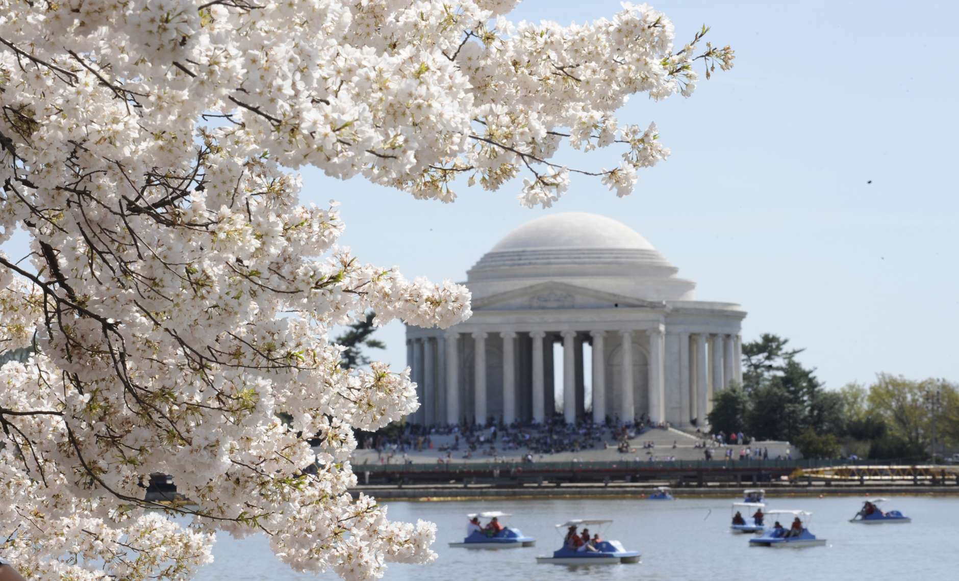 Cherry Trees are in full bloom around the tidal basin in Washington, Thursday, April 1, 2010, with the Jefferson Memorial in the background. (AP Photo/Susan Walsh)