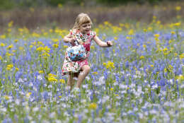 Pearl Johnson, 4, of Houston, runs through a field of Bluebonnets Sunday, March 18, 2012, in Navasota, Texas. (AP Photo/David J. Phillip)