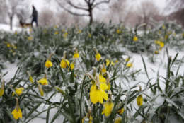 Flowers that had bloomed in recent weeks are covered in ice in Baltimore's Patterson Park as a winter storm moves through the region, Tuesday, March 14, 2017. (AP Photo/Patrick Semansky)