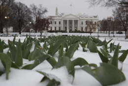 Snow covers the ground in Lafayette Park across from the White House in Washington, Tuesday, March 14, 2017. A late-season storm is dumping a messy mix of snow, sleet and rain on the mid-Atlantic, complicating travel, knocking out power and closing schools and government offices around the region. (AP Photo/Evan Vucci)