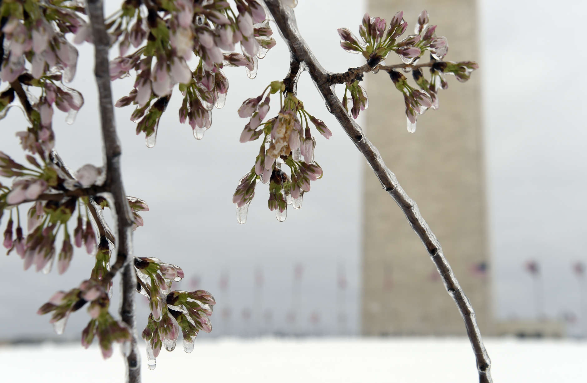 Washington's famed cherry blossoms were covered in ice during a late winter storm in Washington, Tuesday, March 14, 2017. The National Park Service was concerned about the impact of cold weather on the blossoms. (AP Photo/Susan Walsh)