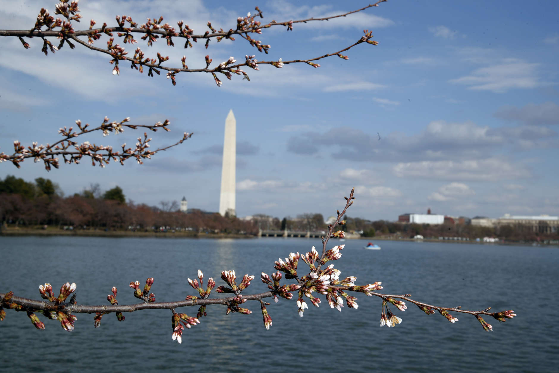 The cherry blossoms are seen not quite in full bloom with the Washington Monument in the background, Saturday, March 18, 2017, in Washington. (AP Photo/Alex Brandon)