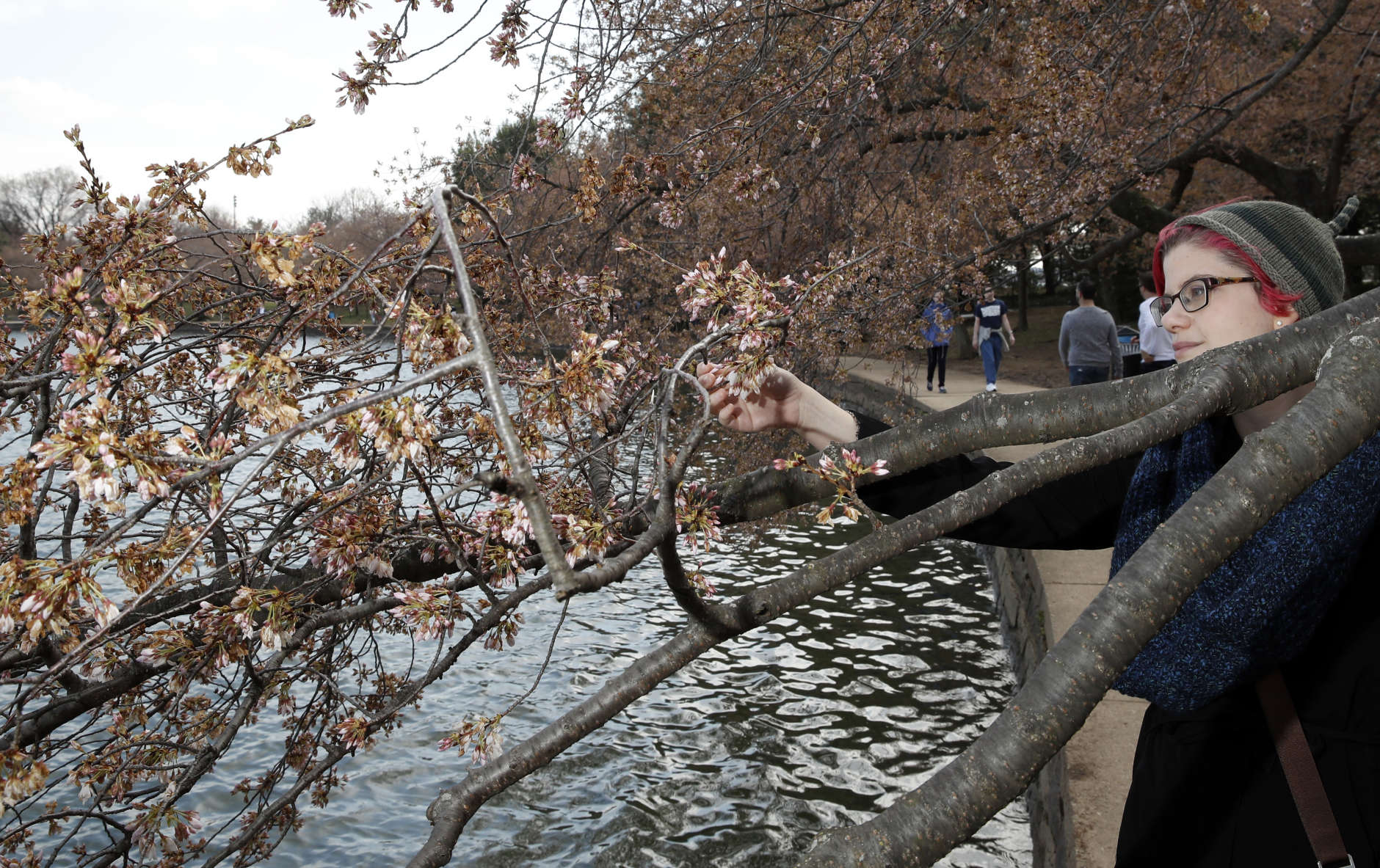 Emily Watson, from Boston, looks at the status of the cherry blossoms around the Tidal Basin, Saturday, March 18, 2017, in Washington. (AP Photo/Alex Brandon)