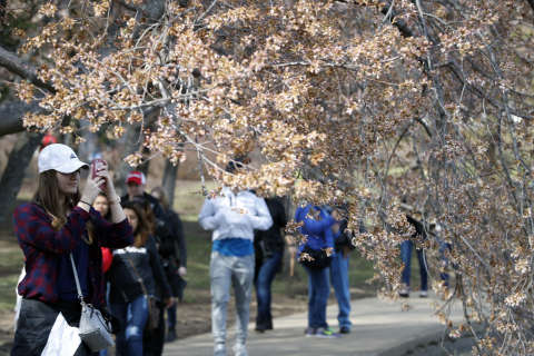 Metro expects huge crowds as gun control march and cherry blossom festival collide