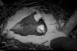As snow fell during the night, Mr. President joined The First Lady to add an extra layer of warmth inside their nest at the National Arboretum. (© 2017 American Eagle Foundation, DCEAGLECAM.ORG)