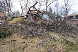 A tree knocked down in Forest Glen, Maryland, Wednesday, March 1. (WTOP/Dave Dildine)