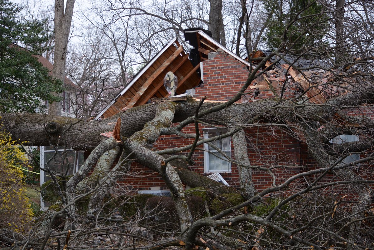 Wind knocked this large oak tree into a house in Forest Glen, Md. No one was injured but the home owners were displaced. (WTOP/Dave Dildine)