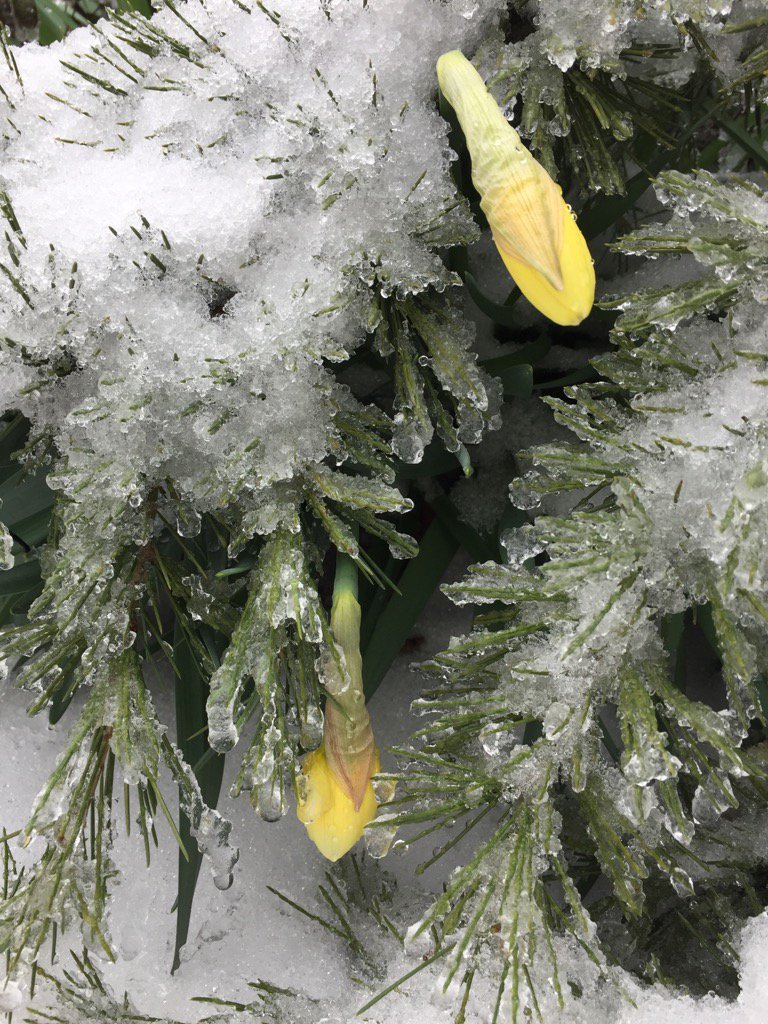 Daffodils duel with snow-laden branch of deodar cedar tree in Hyattsville, Maryland. (Courtesy @TillyCotter via Twitter)