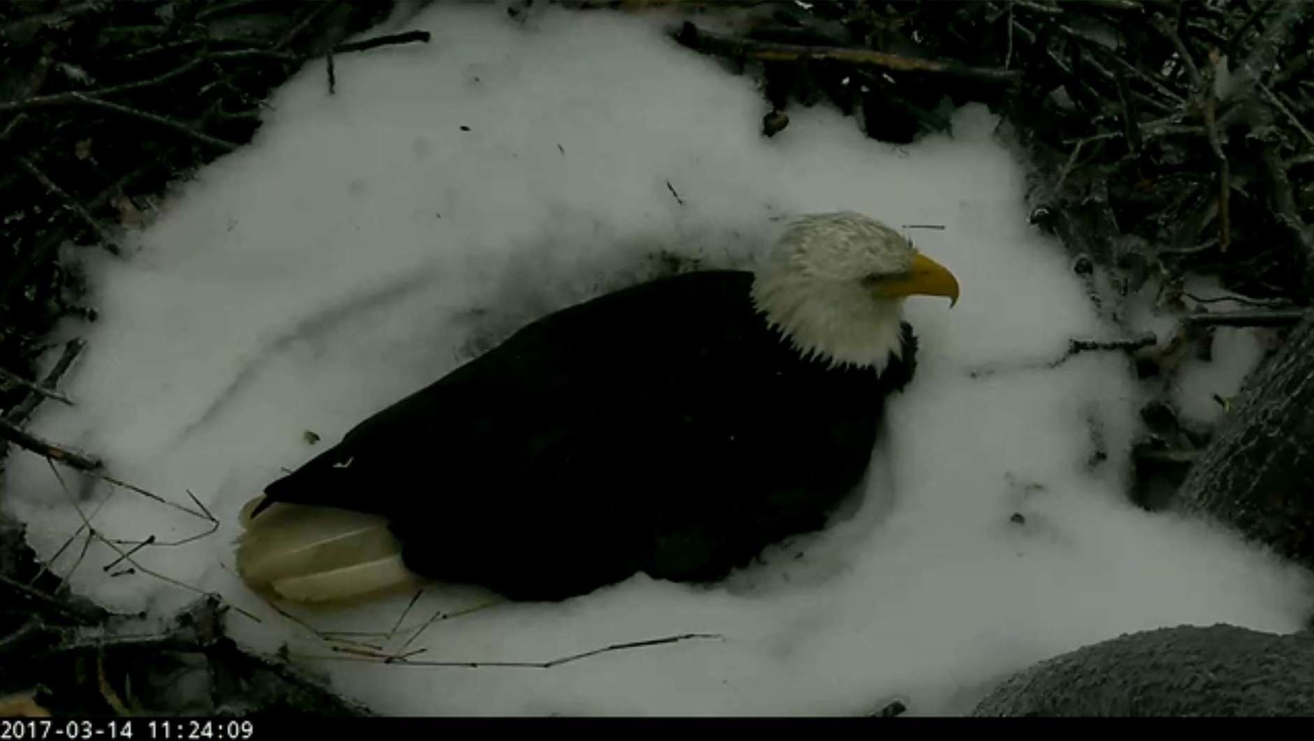 Screenshot from the American Eagle Foundation's eagle camera at the National Arboretum on the morning of March 14, 2017. Bald eagles The First Lady and Mr. President spent the night protecting their eggs. (© 2017 American Eagle Foundation, DCEAGLECAM.ORG)