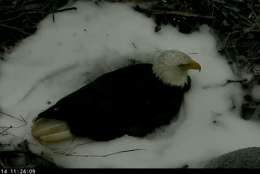 Screenshot from the American Eagle Foundation's eagle camera at the National Arboretum on the morning of March 14, 2017. Bald eagles The First Lady and Mr. President spent the night protecting their eggs. (© 2017 American Eagle Foundation, DCEAGLECAM.ORG)