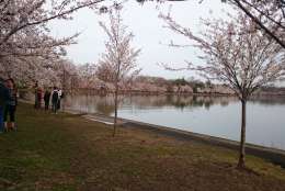 Visitors stroll among the cherry blossoms, which are now at peak bloom. (WTOP/Dennis Foley)