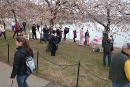 This year is the 90th anniversary of the first National Cherry Blossom Festival. (WTOP/Dennis Foley)