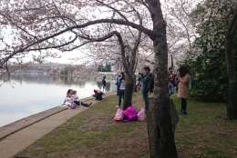 It is a rite of spring in D.C.—cherry blossoms and tourists. (WTOP/Dennis Foley)