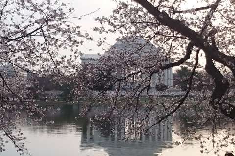 Warm weather draws thousands to see cherry blossoms