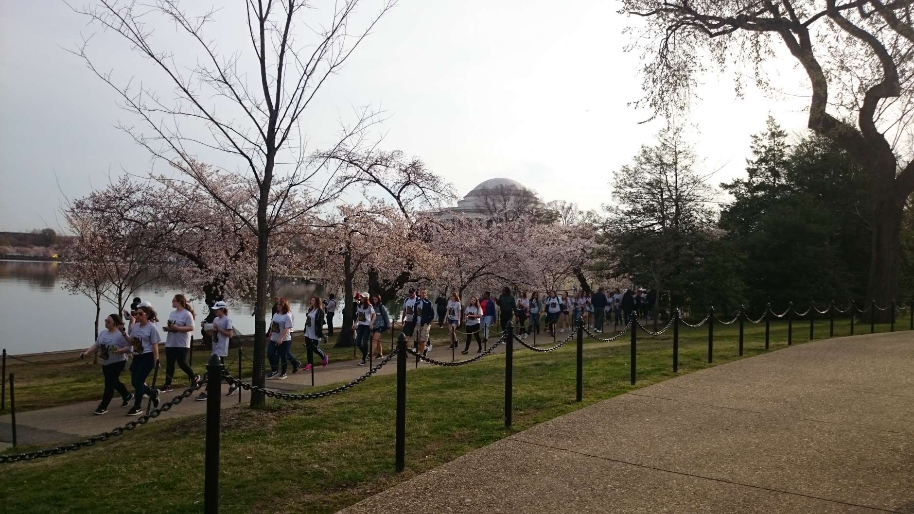 The first Cherry Blossom Festival was held in 1927, and has since expanded. Now, the celebration spans four weekends in March and April, and attracts more than 1.5 million people from all over the world. (WTOP/Dennis Foley)