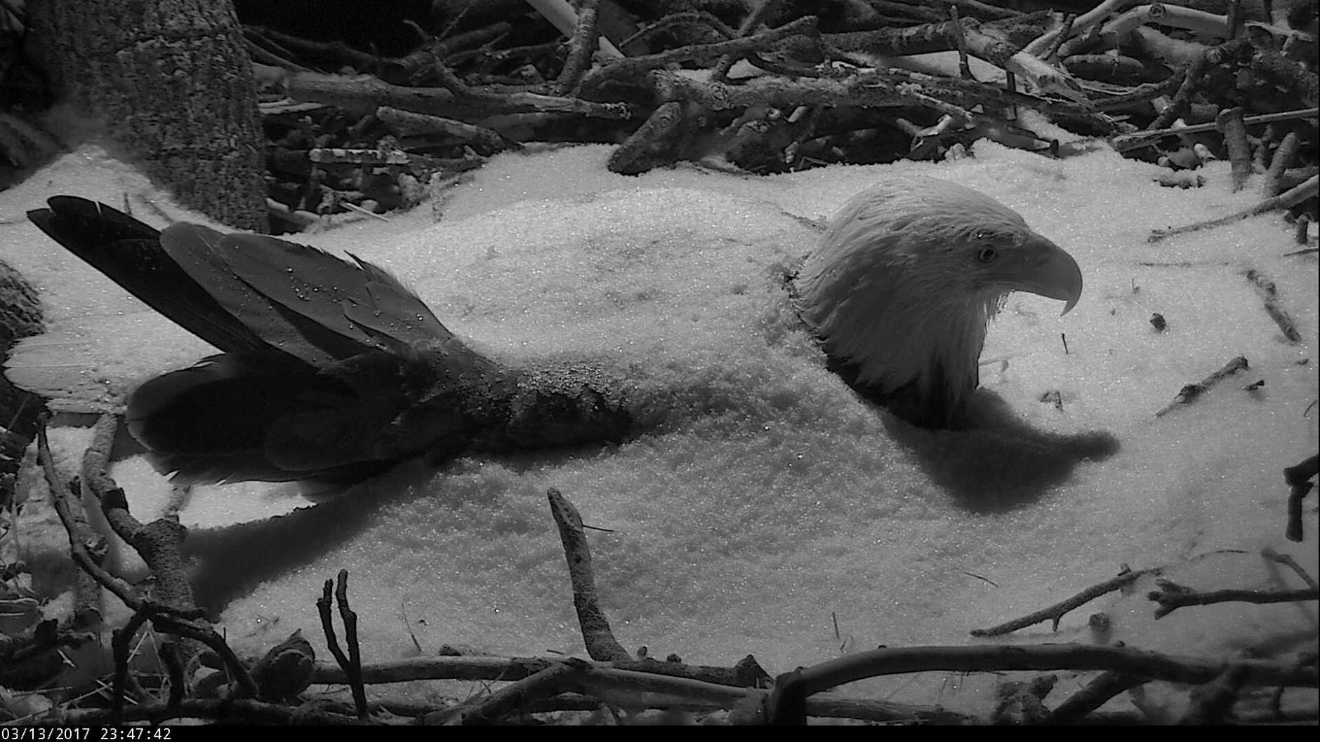 The First Lady kept watch over her eggs overnight from March 13 to March 14, 2017 at the National Arboretum as a wintry mix moved through the D.C. region.  (© 2017 American Eagle Foundation, DCEAGLECAM.ORG)