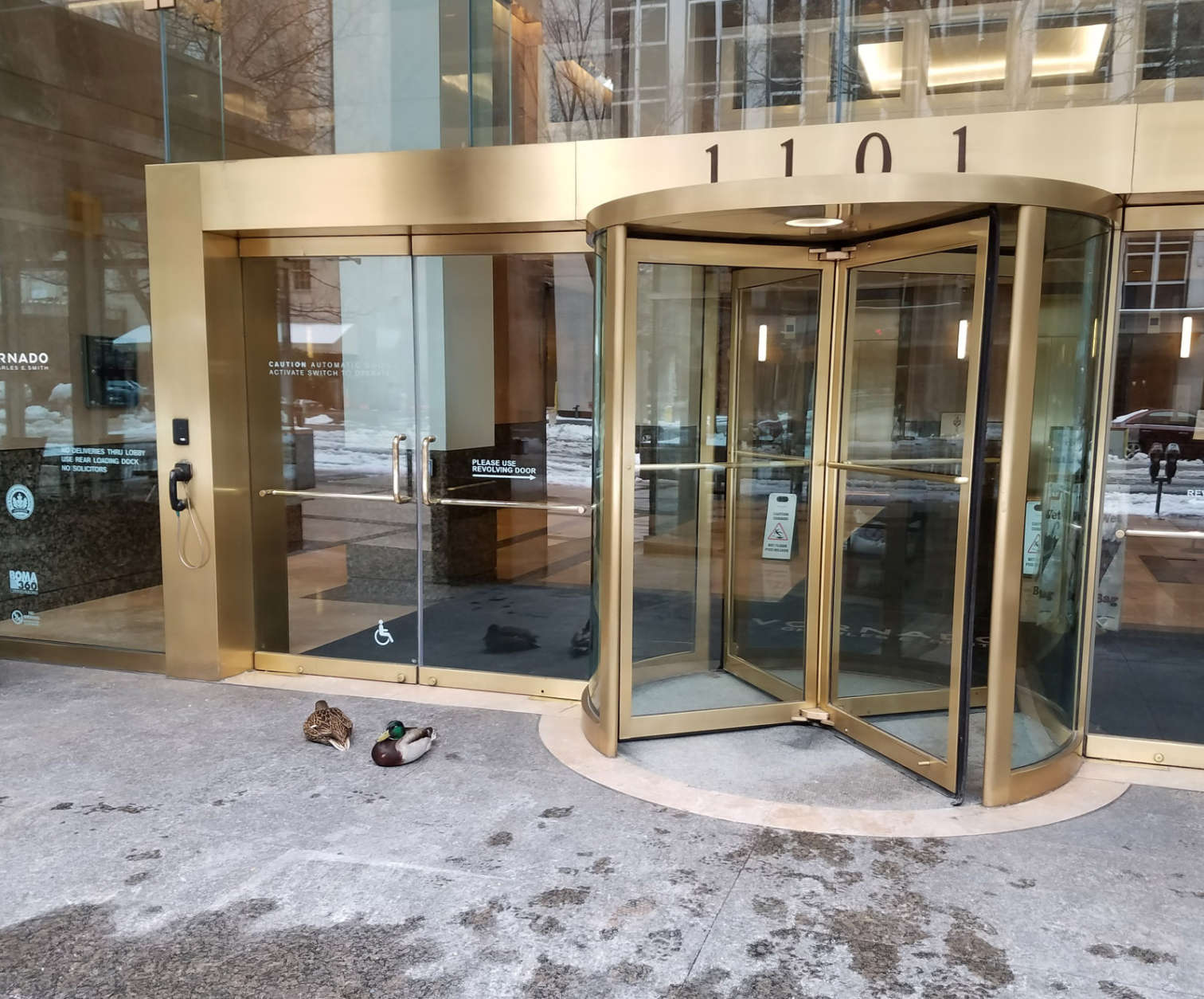 Love birds or snow birds? Two birds sit in the snow at the corner of 17th and L streets NW on a walk to work on Tuesday. (Courtesy Bruce Familant)