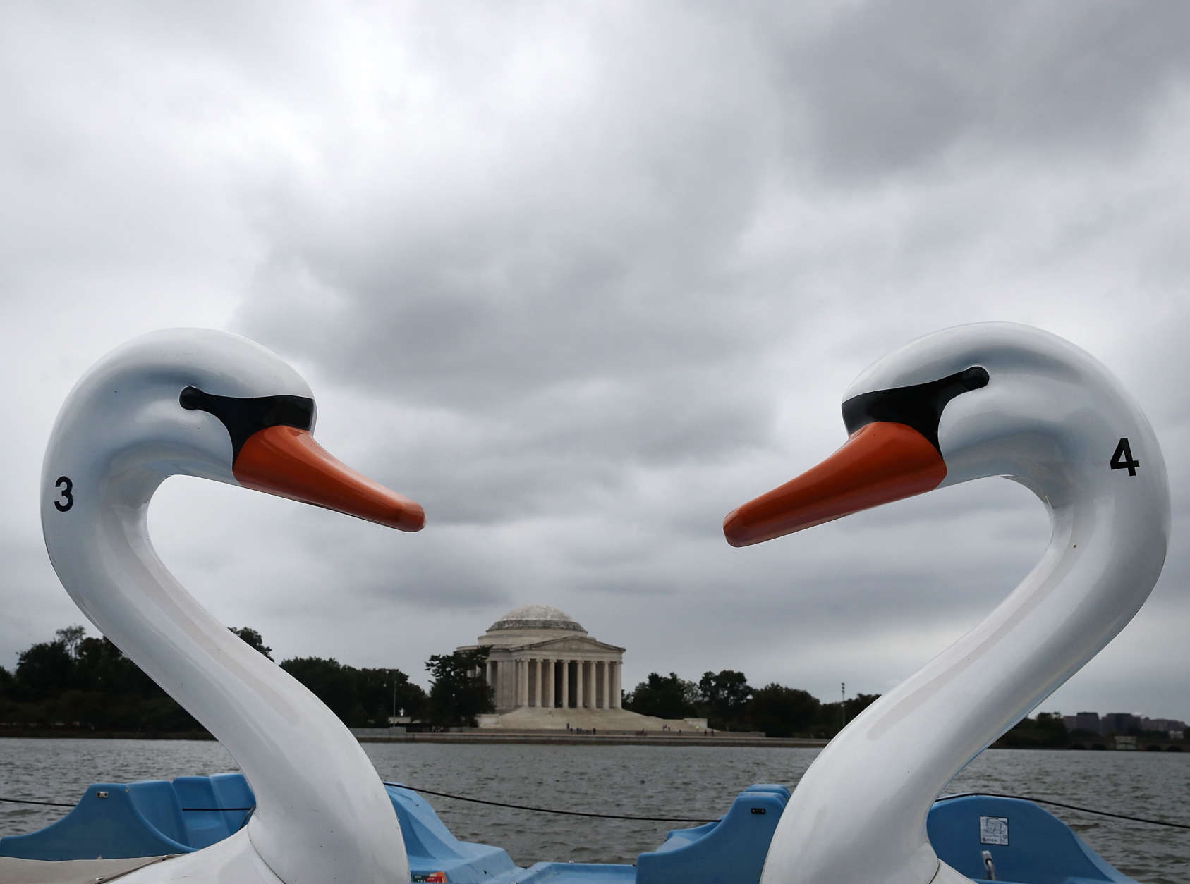 WASHINGTON, DC - SEPTEMBER 26: Paddle boat Swan's sit together on the rental dock at the Tidal Basin near the Jefferson Memorial September 26, 2016 in Washington, DC.  (Photo by Mark Wilson/Getty Images)