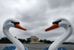 WASHINGTON, DC - SEPTEMBER 26: Paddle boat Swan's sit together on the rental dock at the Tidal Basin near the Jefferson Memorial September 26, 2016 in Washington, DC.  (Photo by Mark Wilson/Getty Images)
