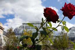 WASHINGTON, DC - SEPTEMBER 29:  Two red roses are on display among many other flowers during a media preview of the new National Garden at the U.S. Botanic Garden September 29, 2006 in Washington, DC. The new National Garden will open to the public on October 1, 2006 to help educate visitors about American plants and their role in the environment.  (Photo by Brendan Smialowski/Getty Images)