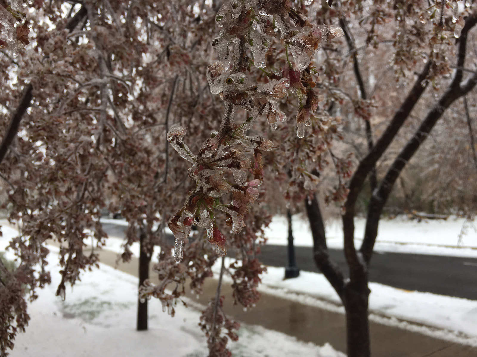 Frozen cherry blossom sin Hyattsville, Maryland. (Courtesy Kevin Hannigan)