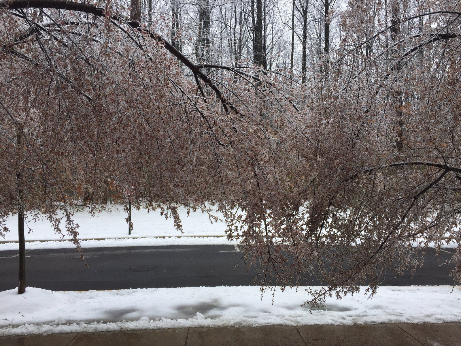 Frozen cherry blossom sin Hyattsville, Maryland. (Courtesy Kevin Hannigan)