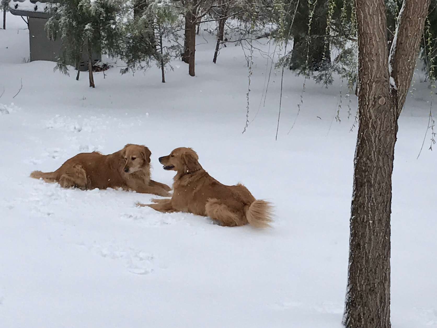 The best kind of blanket? A blanket of snow! (WTOP/Mike Moss)