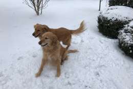 Two golden beauties enjoy the snow on this chilly Tuesday morning. (WTOP/Mike Moss)