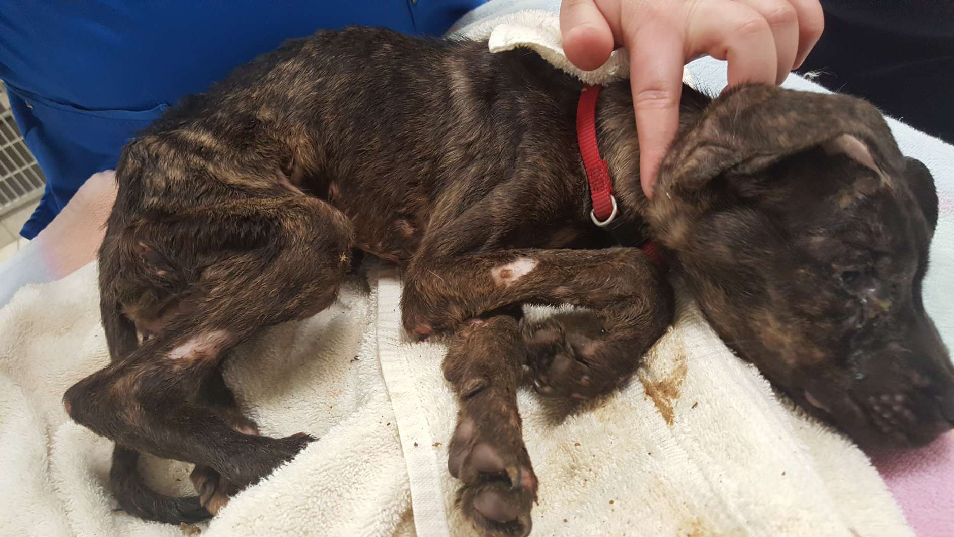 Veterinarians said the dog, nicknamed "Eddy" has been responding well to medical treatment. The animal shelter has received multiple requests to adopt the puppy, according to the news release. (Courtesy of Howard County Police Department)