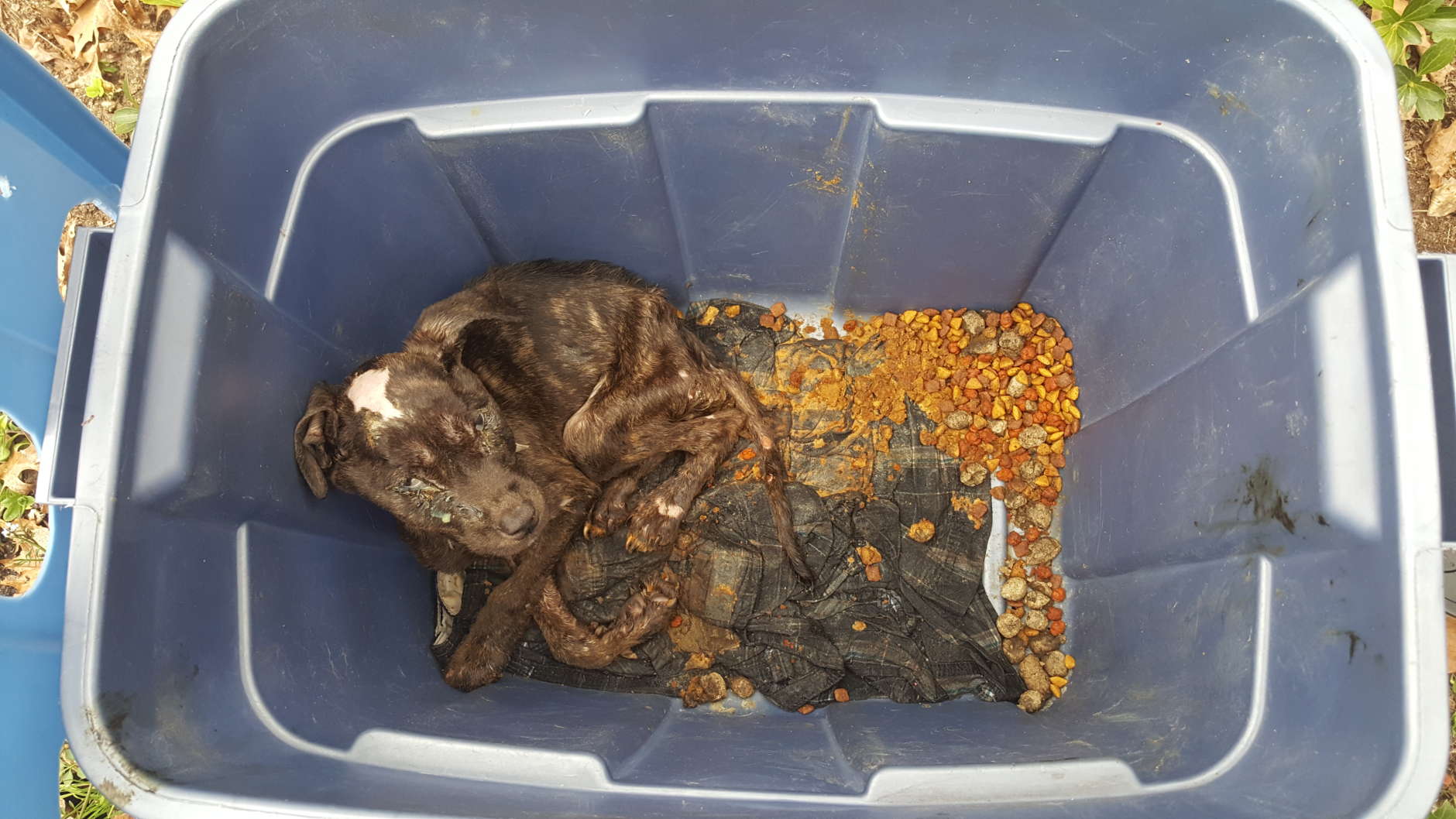 Veterinarians said the puppy, believed to be a brindle pit bull, was extremely malnourished, covered in urine and feces, was missing fur and had open wounds. (Courtesy of Howard County Police Department)