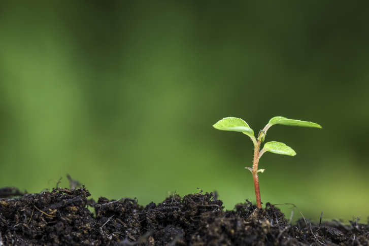 Be strategic when you nurture those seedlings | WTOP