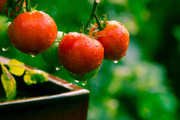 <strong>Tomatoes</strong> grow well in a deep balcony garden pot, as the roots go fairly deep from a tomato plant. A single tomato plant, well cared for, can provide many pounds of tomatoes over the course of a growing season, providing the backdrop for sauces, salads and <a href="http://money.usnews.com/money/blogs/my-money/articles/2017-02-28/once-a-month-cooking-whip-up-batch-recipes-to-save-money-and-time">many other dishes</a>. (Getty Images/iStockphoto/NZSteve)