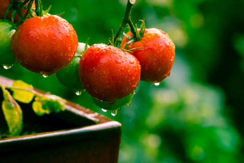 Garden Plot: Is it safe to plant summer tomatoes?