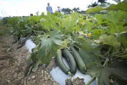 Large zucchini wait to be picked at he u-pick field at the Curbside Market in Homestead, Fla. Sunday, Feb. 3, 2013. The farm has been in operation for over 42 years. The growing season last from Dec. to May, for squash, tomatoes and strawberries. (AP Photo/J Pat Carter)