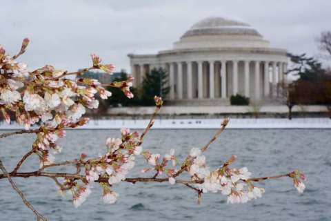 Metro adjusts for cherry blossom crowds