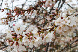 Around 70 percent of the trees around the Tidal Basin are in bloom the weekend of March 25. (WTOP/Hanna Choi) 