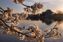 FILE- In this March 24, 2016, file photo, cherry blossoms in full bloom are lit pink at sunrise by the tidal basin in Washington, looking toward the Jefferson Memorial. The predicted peak blooming period for this year's cherry blossom season in Washington is being pushed back. National Park Service officials announced just last week that the peak bloom was expected between March 14, 2017, and March 17.  (AP Photo/Jacquelyn Martin, File)